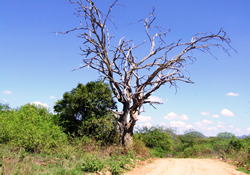 barren tree in a park